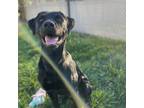 Adopt SLICK a Labrador Retriever