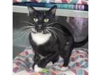 Adopt Samuel a Tuxedo