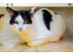 Adopt Oreo Blizzard a Domestic Short Hair