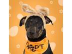 Adopt Reese a Black Labrador Retriever, Pit Bull Terrier