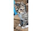 Adopt Irving a Domestic Short Hair