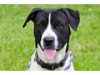 Adopt JOBY a Mixed Breed