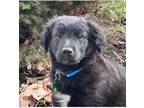 Adopt Puppy Travis a Labradoodle