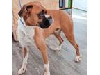 Adopt Tanner a Boxer