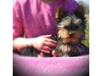 Yorkshire Terrier Puppy for sale in Coleman, MI, USA