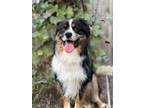 Adopt Rocket a Australian Shepherd