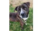 Adopt Max-HW (-) SPONSORED ADOPTION FEE a Pit Bull Terrier, Cane Corso