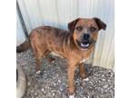 Adopt Drake a Australian Shepherd