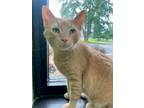 Adopt Freddy a Domestic Short Hair