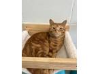 Adopt Ernie a Domestic Short Hair