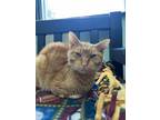 Adopt Sinbad a Domestic Short Hair