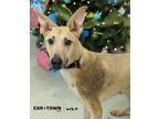 Adopt Remington a German Shepherd Dog, Labrador Retriever