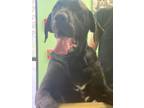 Adopt Hoss a Great Dane