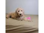 Goldendoodle Puppy for sale in Huntsville, AL, USA