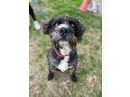Adopt Lucky... a Poodle, Schnauzer