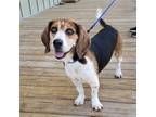 Adopt Tucker Lee a Beagle