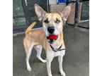 Adopt Bocephus (141648) (In a Foster Home) a German Shepherd Dog, Mixed Breed