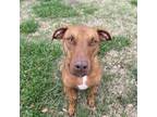 Adopt Rex (140130) a Vizsla, Mixed Breed