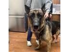 Adopt Gaulden (140301) a German Shepherd Dog, Mixed Breed