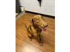 Adopt Timber (140091) a Catahoula Leopard Dog, Mixed Breed