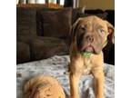 Bullmastiff Puppy for sale in Matteson, IL, USA