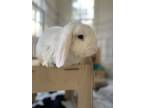 Adopt Spritz a Lop Eared