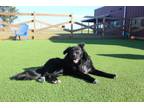 Adopt Milo a Border Collie, Labrador Retriever