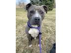 Adopt Seven a Pit Bull Terrier