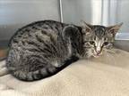 Adopt SEBASTIAN a Domestic Short Hair