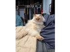 Adopt Walter a Persian