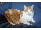 Adopt Carl a Tiger, Domestic Short Hair