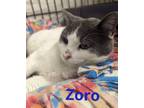 Adopt ZORO a Domestic Short Hair
