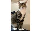 Adopt Barden a Domestic Medium Hair