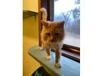 Adopt Phoenix a Tabby, Domestic Medium Hair