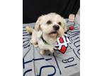 Adopt Shaggy a Lhasa Apso