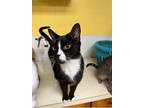 Adopt Frisco a Domestic Short Hair