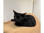 Adopt Tweedle Dee a Domestic Short Hair