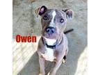 Adopt Owen a Staffordshire Bull Terrier