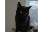 Adopt Jax a Domestic Short Hair