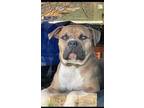 Adopt Special needs needs sponsor a American Bully