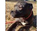 Adopt Marlo a American Staffordshire Terrier