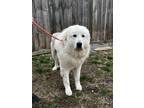 Adopt Courtland a Great Pyrenees