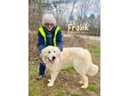 Adopt Frank a Great Pyrenees