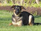 Adopt DRACO a German Shepherd Dog, Mixed Breed
