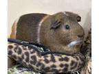 Adopt Chubby (Bonded W/ Huggy) a Guinea Pig