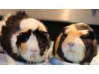 Adopt Rocky and Macho Man a Guinea Pig