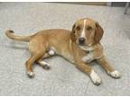 Adopt Rico a Basset Hound, Labrador Retriever