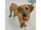 Adopt Otter a Basset Hound, Labrador Retriever