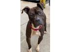 Adopt Harry a Boxer, American Staffordshire Terrier