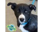 Adopt Lucian a Mixed Breed